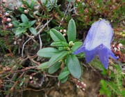 15 Campanula ancora fiorita